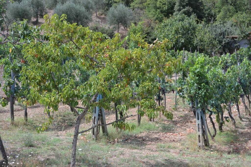 Affittacamere La Fornace Rigomagno Экстерьер фото